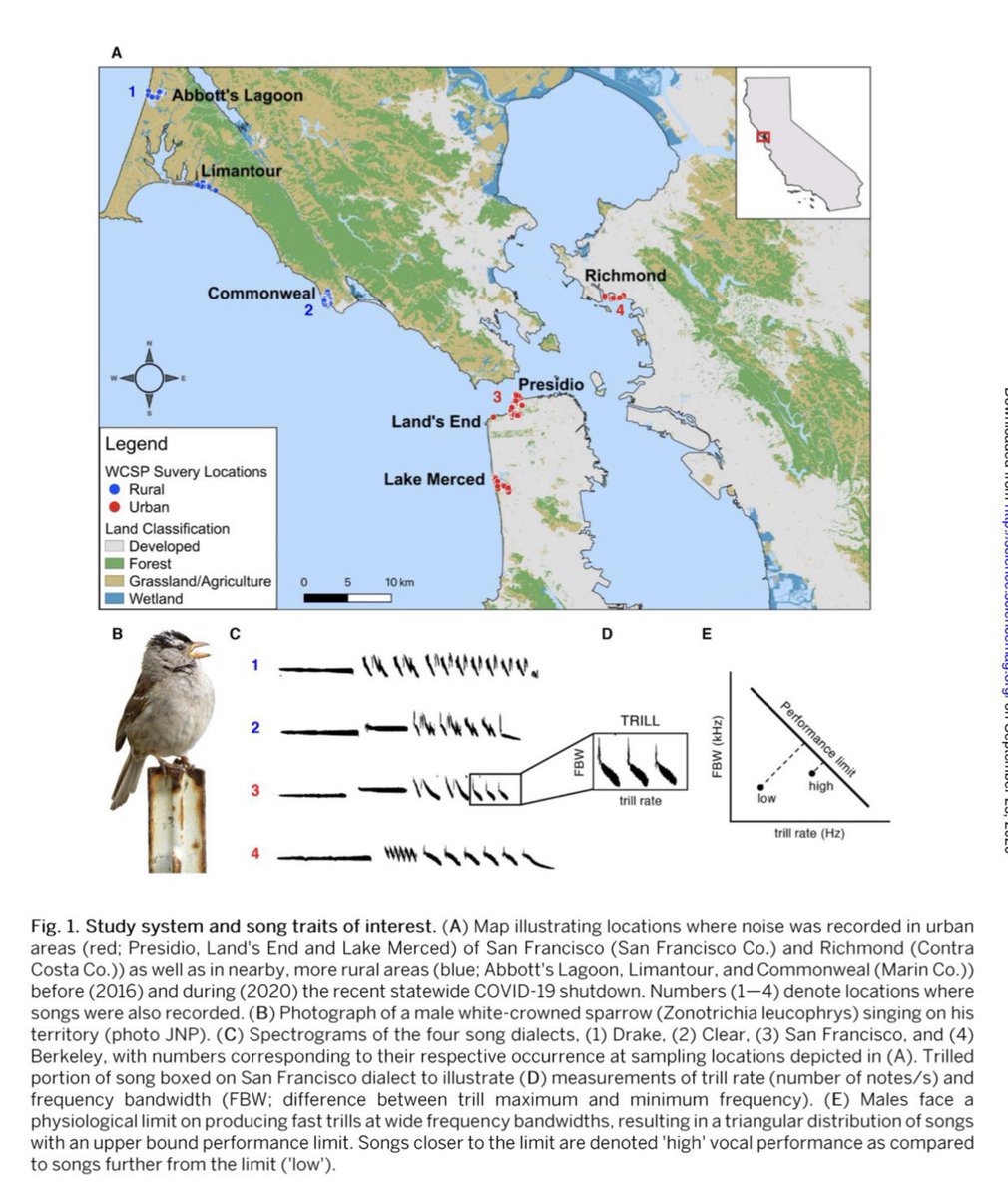 emollick's tweet image. Birds give up the complexity of song for volume in noisy places - so they sing louder but less interesting (to both humans &amp;amp; mates) songs in cities. When traffic noise in San Francisco fell due to COVID, birds began to sing more complex, quieter songs like they did 50 years ago!