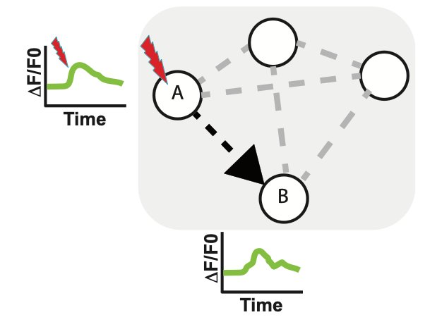 Andrew Leifer (@AndrewLeifer@bsky.social) tweet media