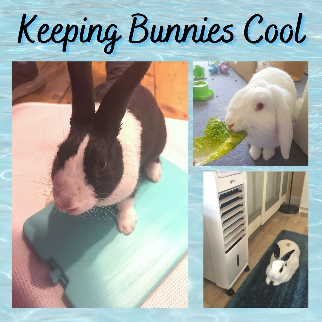 RabbitRetailUK's tweet image. Stay Cool 😎 with temperates predicted to hit 35C in the UK this weekend, I thought it would be a good time to share our blog post about keeping bunnies cool. 

Also, the SnuggleSafe CoolPods are still 10% off, and they will have free next shipping so they can get to your bunni