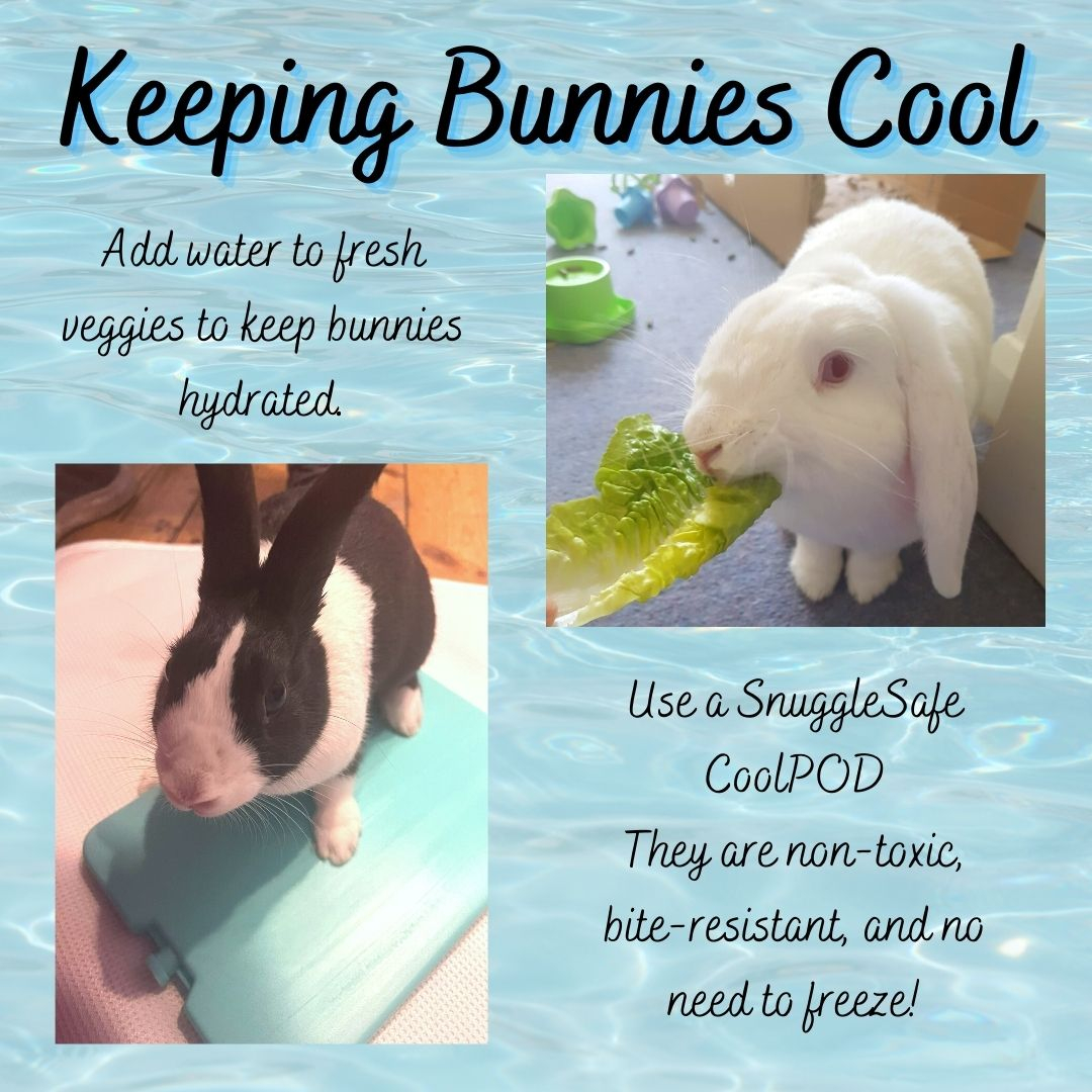 RabbitRetailUK's tweet image. Stay Cool 😎 with temperates predicted to hit 35C in the UK this weekend, I thought it would be a good time to share our blog post about keeping bunnies cool. 

Also, the SnuggleSafe CoolPods are still 10% off, and they will have free next shipping so they can get to your bunni