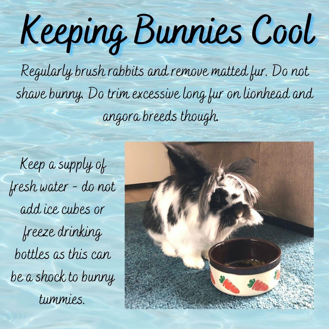 RabbitRetailUK's tweet image. Stay Cool 😎 with temperates predicted to hit 35C in the UK this weekend, I thought it would be a good time to share our blog post about keeping bunnies cool. 

Also, the SnuggleSafe CoolPods are still 10% off, and they will have free next shipping so they can get to your bunni