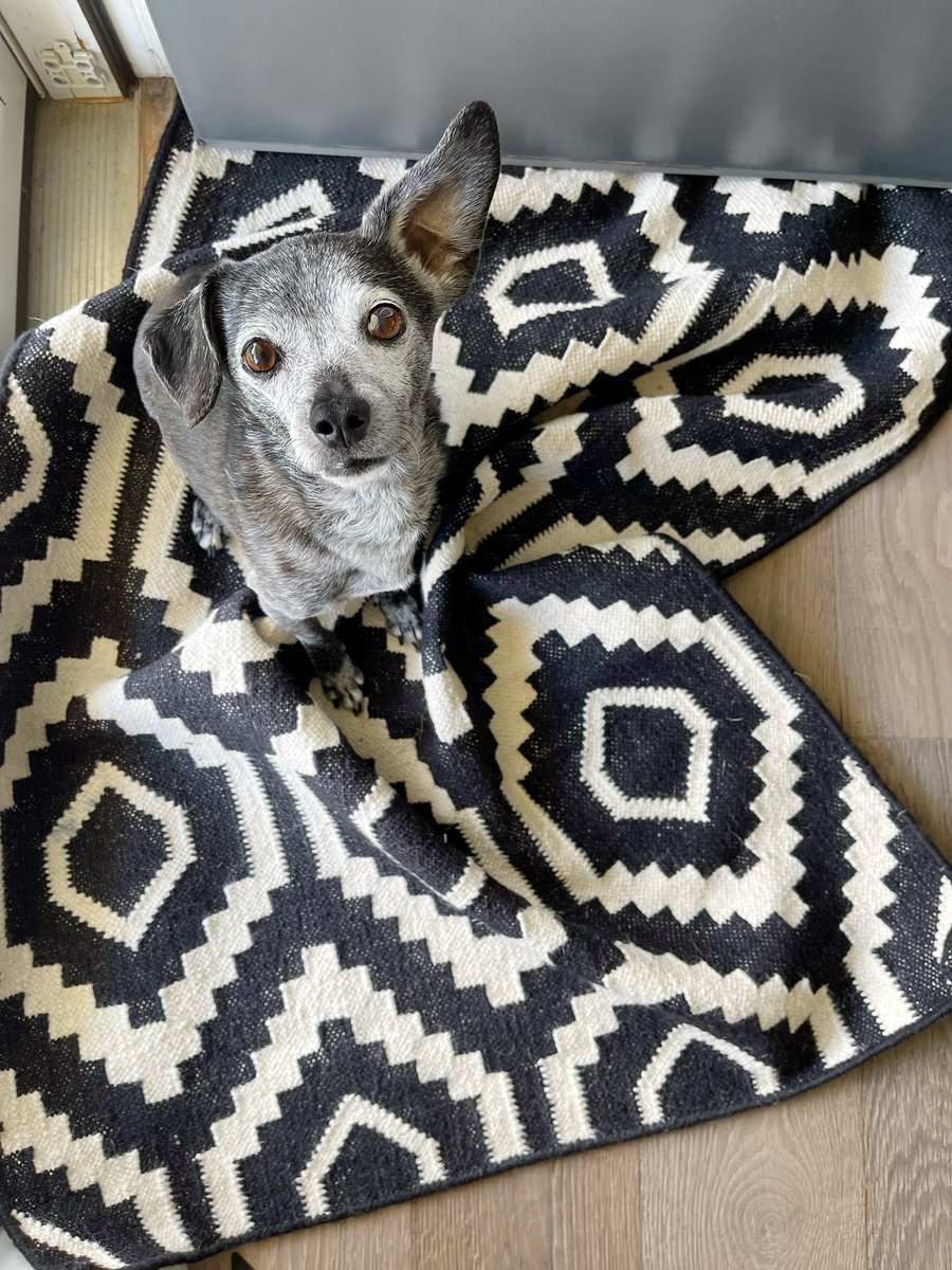 Toby the dog tweet media