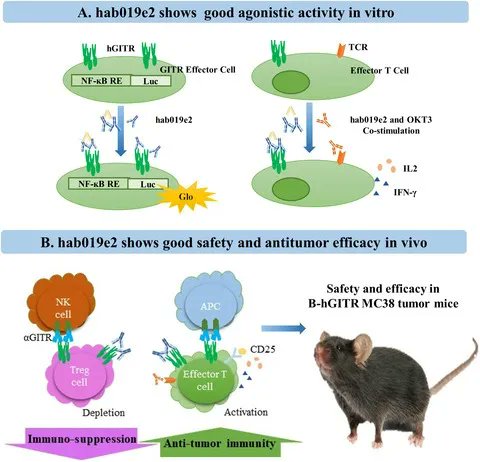 FEBSOpenBio's tweet photo. Antibody binding to #GITR activates CD8+ and CD4+ effector T cells, promotes tumor cell destruction & reduces tumor-infiltrating Tregs
Here a fully human anti-GITR antibody developed using H2L2 mice had enhanced antitumor activity
▶️https://t.co/0T7qjyArr1
#Immunotherapy https://t.co/xSuf4pgtIn