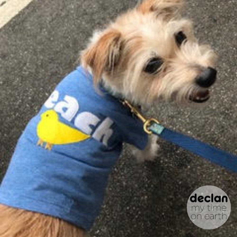 Declanla's tweet photo. It’s #SpoilYourDogDay.
And no, we don’t make 🐕clothes at #declanapparel.
But this sweet pup’s daddy insisted she wears our infant beach chick tee. 👚
Summer is here and let’s celebrate with our entire family... critters and all!
#clothingforacause #employdisabled https://t.co/HKvDPzU4Eq