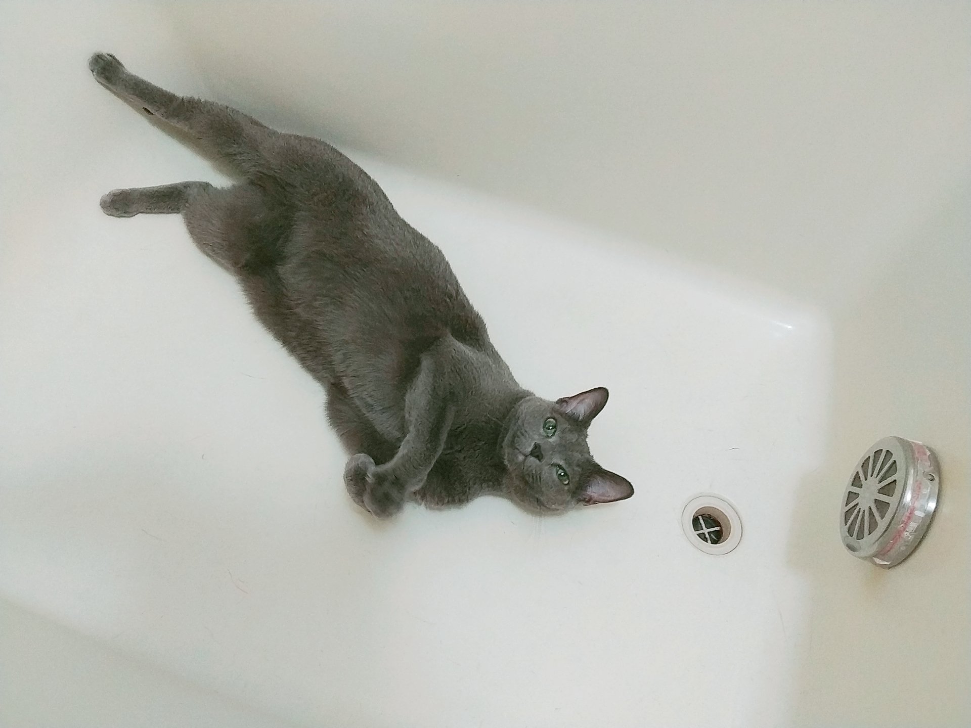 ロシアンブルー kafka cattery • カフカキャッテリー (@kafka_russianblue