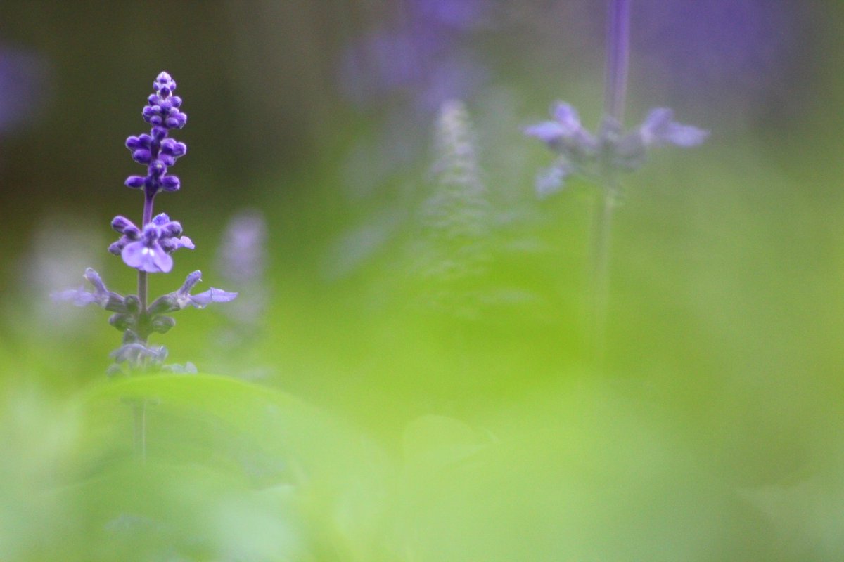 LandscapeYujin's tweet image. Happy Wednesday!
  #WednesdayGroup
  #Flowers #gardening