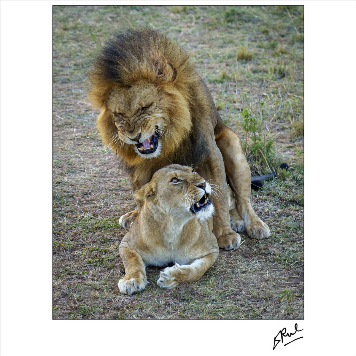 pauldheeraj's tweet photo. One of the rarest emotion captured just out of our safari jeep at none other than Masai Mara, Kenya.
Happy World Lions Day to all my friends. @dheerajpaul_india @SonyAlpha @SonyAlphaU @sony_india @IndianPhotoTour https://t.co/a8gR5Bz8QR