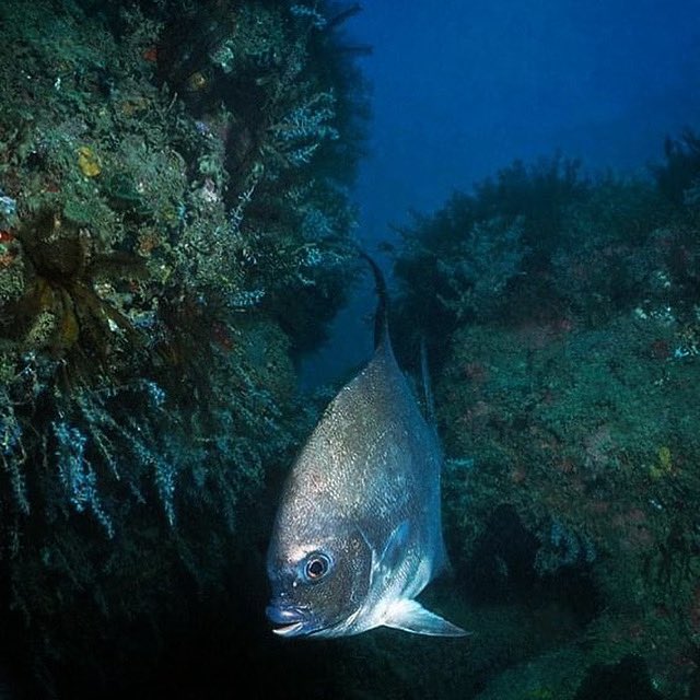 edu_walkabout's tweet photo. Enxada (Chaetodipterus faber). Cumuruxatiba, sul da Bahia. Da série Costa do Descobrimento #enxada #spadefish #bahia #cumuruxatiba #mergulho #scubadive #mar #sea #ocean #coralreef #travel #viagem #turismo #fotosub #underwaterphotography #walkabout https://t.co/DlQXKjHVVd