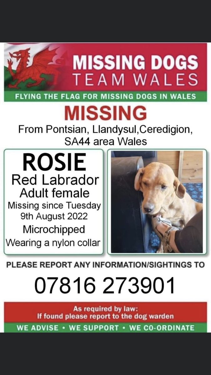 RachaelB100's tweet photo. URGENT ROSIE IS UNDER  RESCUE &amp; #MISSING FROM HER FOSTER 
IN #PONTSIAN #LLANDYSUL AREA #CEREDIGION #SA44 #WALES 
SINCE TUES 9TH AUGUST #CHIPPED #LABRADOR 
PLS NO CHASING OR ATTEMPTS TO CATCH AS SHE WILL BE NERVOUS  
CALL NUMBER ON POSTER ASAP IF SEEN ⬇️

https://t.co/Inofu23B1p https://t.co/E4rI6NX0Mt