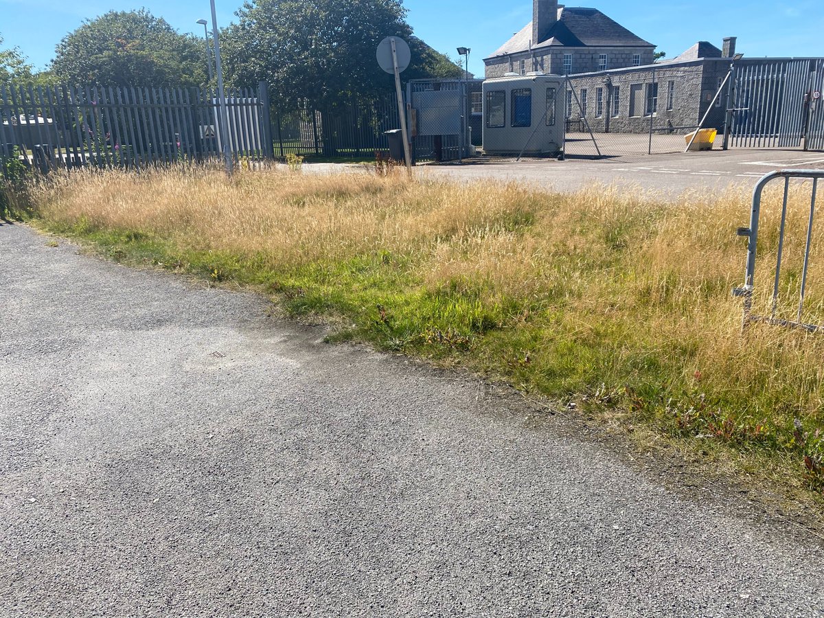 AbsafeAberdeen's tweet photo. we are currently growing our grass to help save the bees and other wildlife! We have seen many of them enjoying it, as well as bunnies! I see a wildflower garden in Absafes Future. What do you guys think? #besafe #absafe #savethebees #safety #wildlife https://t.co/6wLw7OaLbr
