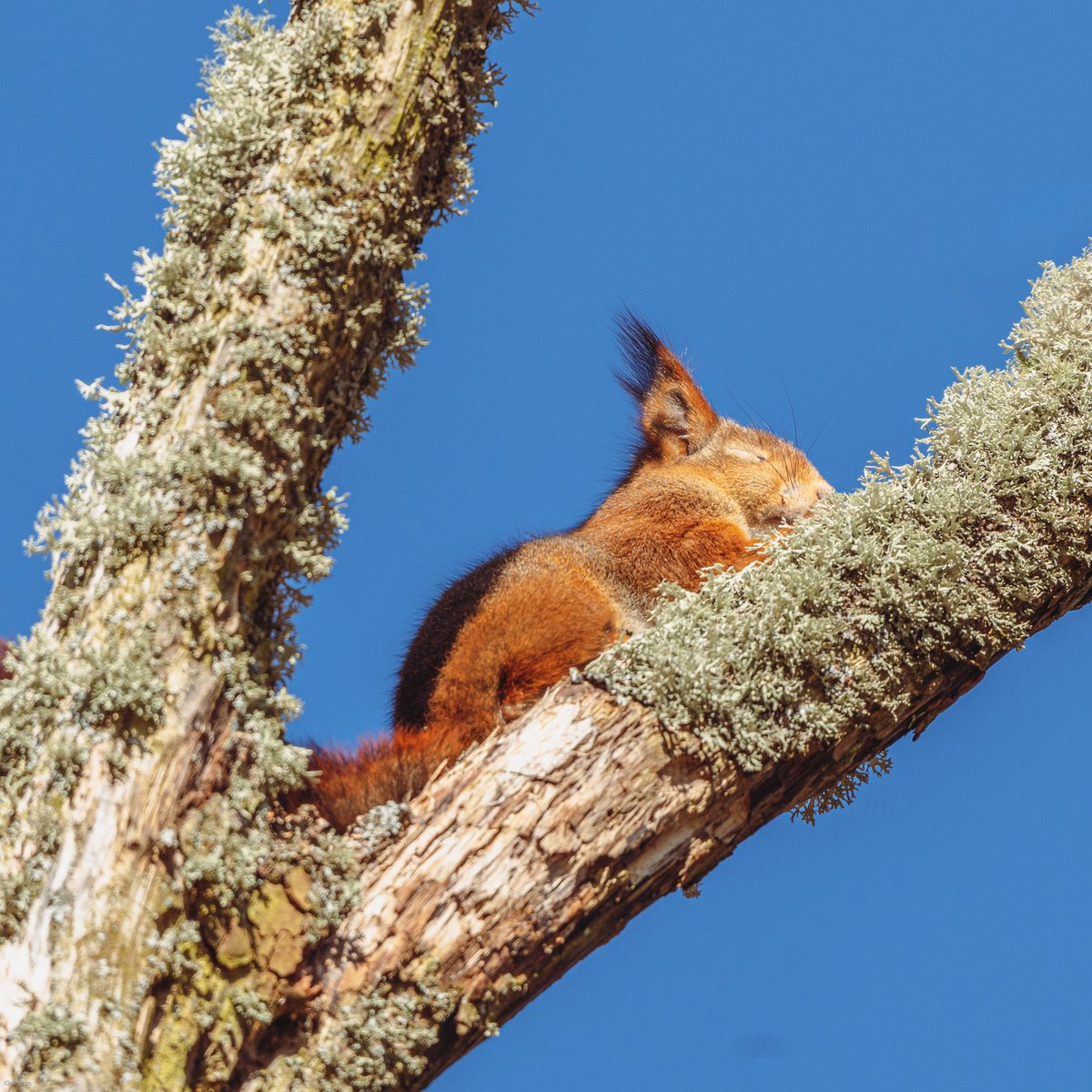 Kim Ågran tweet media