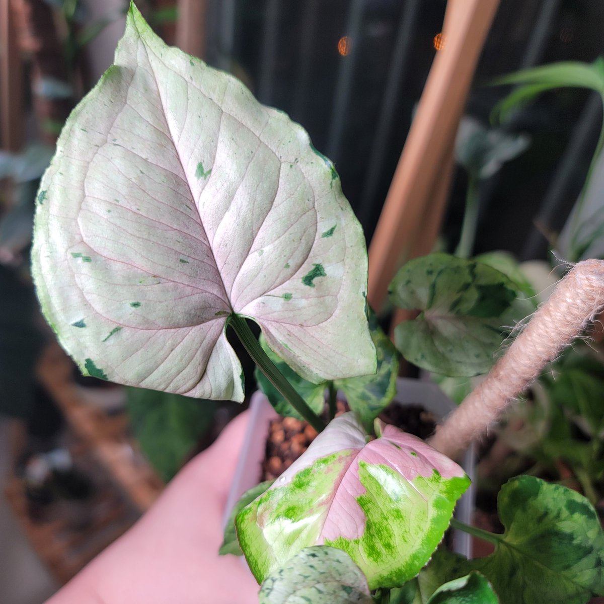 그린스플래쉬에 핑크 무늬가 올라왔다!!
진짜 애기 유묘를 데려왔었는데
이제 제법 잎장이라고 부를만한 것들이 생기고 생김새도 그럴싸해지고 있다!