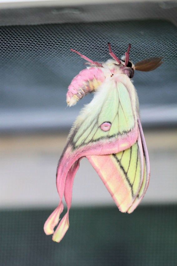 todays lepidopteran OTD is this moon moth hybrid i found on pinterest
