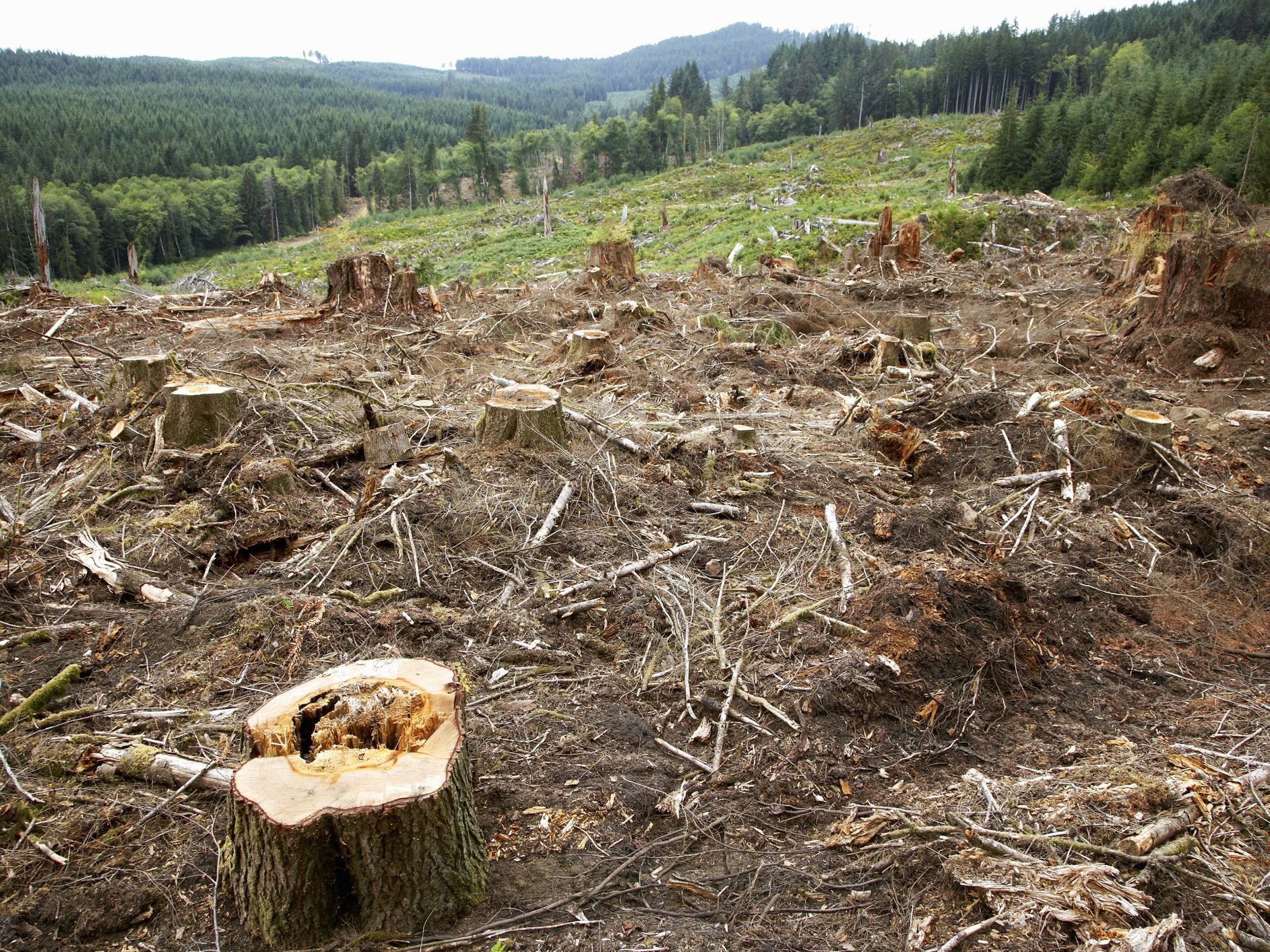 Deforestation animals