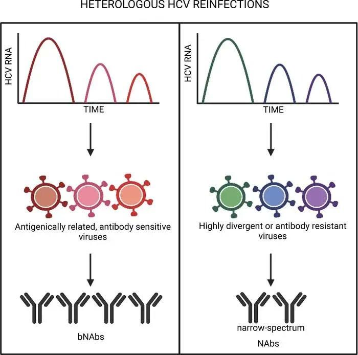 Journal of Clinical Investigation (@jclinicalinvest) on Twitter photo Repeat exposure to antigenically-related hepatitis C viruses enhances neutralizing antibodies: buff.ly/3vOFFU8
<a href="/jbaileylab/">Justin R. Bailey</a> <a href="/HopkinsMedicine/">Johns Hopkins Medicine</a>
#Immunology #Virology Repeat exposure to antigenically-related hepatitis C viruses enhances neutralizing antibodies: buff.ly/3vOFFU8
<a href="/jbaileylab/">Justin R. Bailey</a> <a href="/HopkinsMedicine/">Johns Hopkins Medicine</a>
#Immunology #Virology