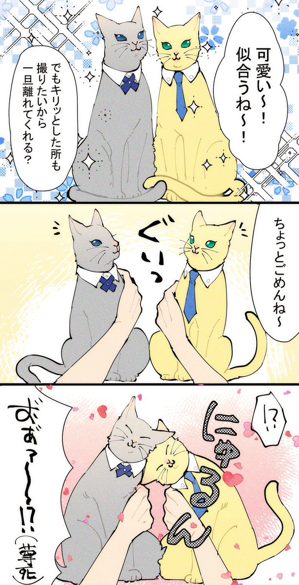 猫ちゃん!ちょぎくに! 