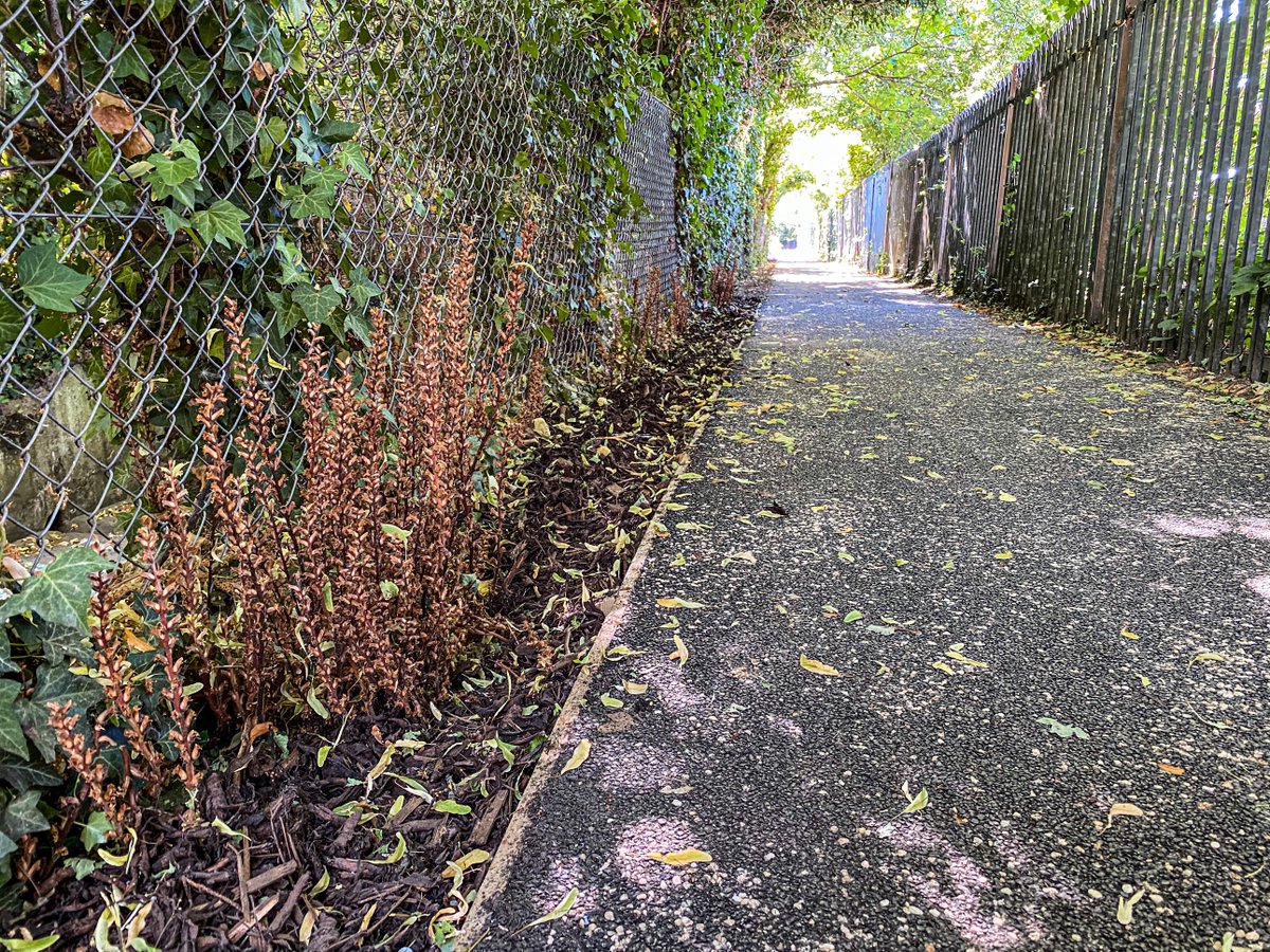 hedgehoghugh's tweet photo. A small victory! Ivy Broom Rape is rare and was about to be destroyed by new path construction - I contacted @OxfordCity ecologist and I have just seen what they did - they completely protected the rare plant. I am thrilled! Please, if you see something at risk, talk about it. https://t.co/6GzfPOZlXh