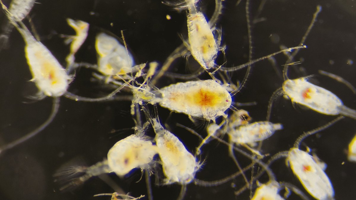 cjonander's tweet photo. Kom förbi och kolla när jag och @jenny_egardt visar plankton och pratar om miljögifter i kustnära miljö på skonaren Kvartsita!🧫🔬 Vi är i Stenungsund (11/8) och Marstrand (12/8). #västerhavsveckan @goteborgsuni https://t.co/FNrLQFjvga https://t.co/cHm4Ed83p8
