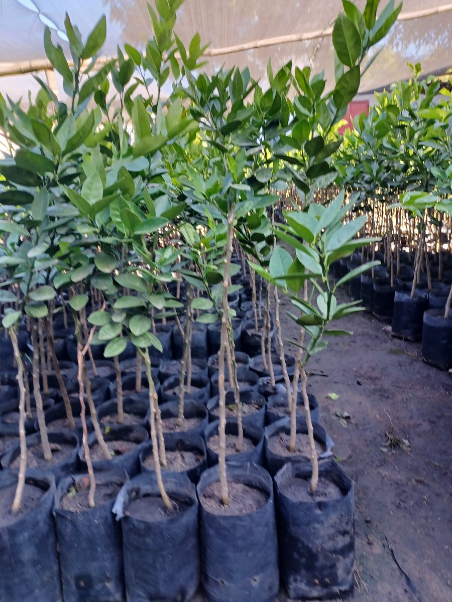 Tunga37823016's tweet photo. @basera_john Tipeiwo mabasa veduwe. Did 25 000 trees. Self funding. Hoping kuti hurumende one day inoonawo potential yondipawo order chero ye 250 000 trees zvayo. Proved it can be done. Chitipaiwo mabasa Cde. Shungu dzekuvaka nyika tinadzo. Hoping the powers that be. @basera_john @FarmDudeZW https://t.co/cW6qtZgArp