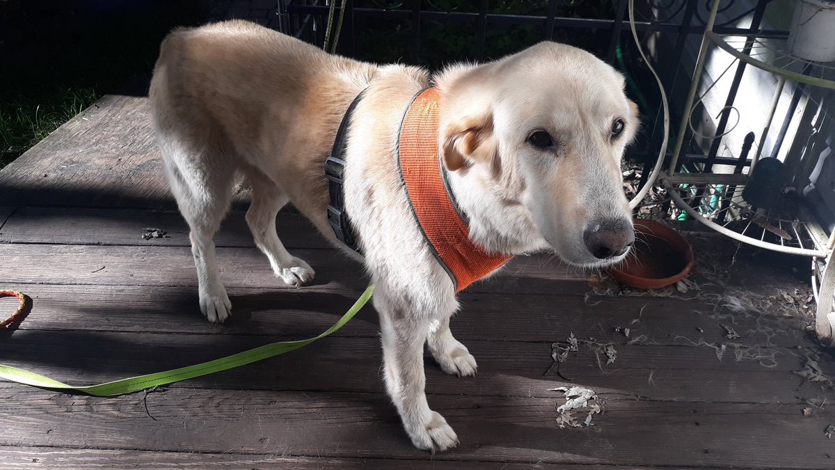 lheal's tweet image. OK Jake, time to strap on the running harness and run some hills. #runwithdogs 

I love hill day. Jake doesn't see the point.