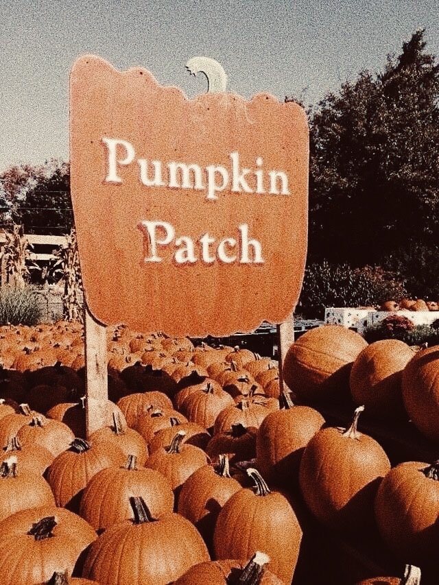 Spookyszn_00's tweet photo. You had me at Pumpkin Patch! https://t.co/zaB8sK3OJz