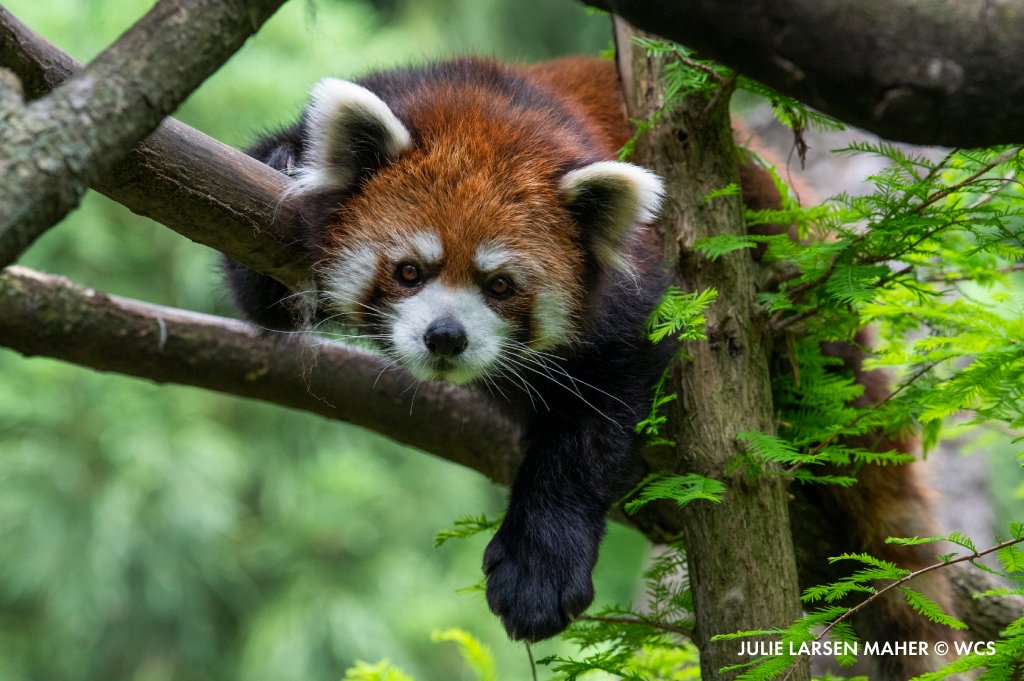 prospectparkzoo's tweet photo. Hang in there, it’s not long until the weekend. Plan something fun to look forward to, such as a visit to the Discovery Trail at Prospect Park Zoo, you’ll encounter wonderful animals like red pandas, dingoes, river otters, tufted deer, and more! https://t.co/CAWQ8TUA68