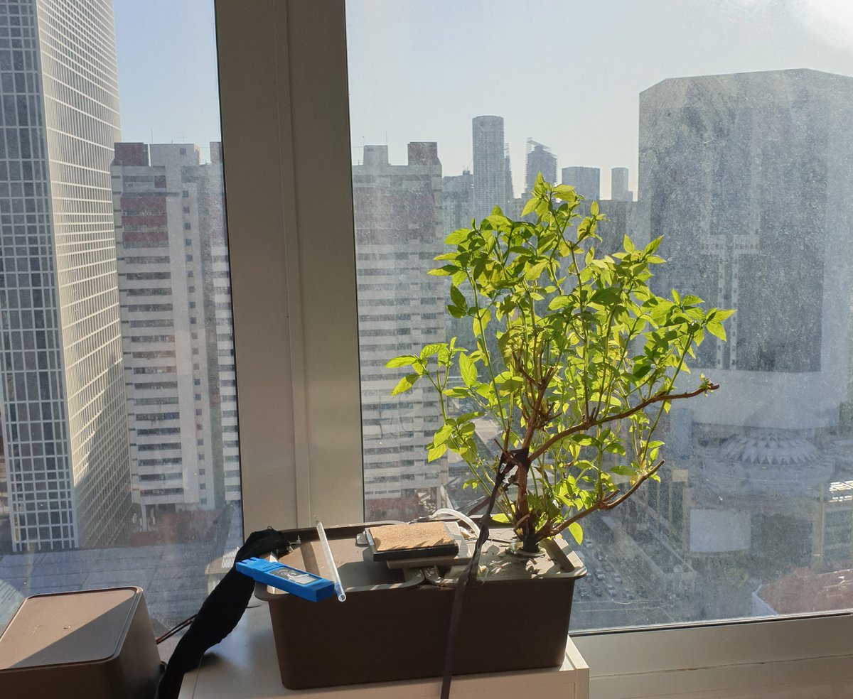 I missed visiting <a href="/freaklabs/">akiba</a> and the #hackerfarm in Japan since the pandemic..so, I brought a little bit of farm to the city and raised some hydroponic plants: bunniestudios.com/blog/?p=6481

Still not as satisfying as tilling an acre of soil and hanging out, so hoping I can visit soon!