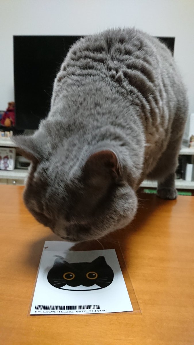 mamoritish's tweet photo. 以前 CATFIRST(@CATFIRST2020) さんのキャンペーンで応募したうにくんステッカーが届きました!可愛い😍
わが家のももこも興味津々です。
ありがとうございました😊
#CATFIRST #うにくん https://t.co/Hh7msaP111