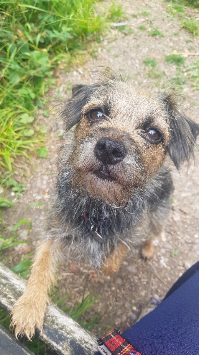 nikradford1's tweet photo. Whilst PPPP doesn't associate herself with the word "Mutt" .... she is obviously a DIVA.....she has decided we are going to sign up to #MuttStrutt for @LNAACT 🐶🥰 #puppylove #dogsoftwitter https://t.co/8oKhDQ1BuF