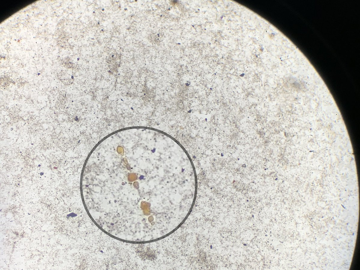 Abdul Abid tweet media