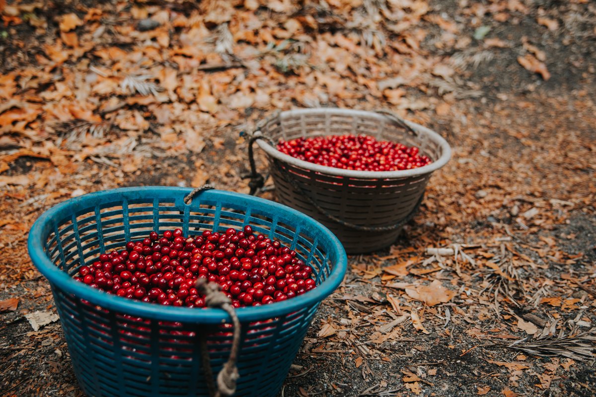 Tchibo_presse's tweet photo. Wie bekommt #Kaffee eigentlich seinen eigenen Geschmack? Darüber sprechen wir in einer neuen Folge #5TassenTäglich. Welche Rolle die Farbe der Kaffeekirschen spielt und was das Ganze mit Honey zu tun hat, erfahrt ihr bei uns! https://t.co/3ATclAuUNY #Geschmack #Kaffeekirsche https://t.co/6hUtKDjxcs