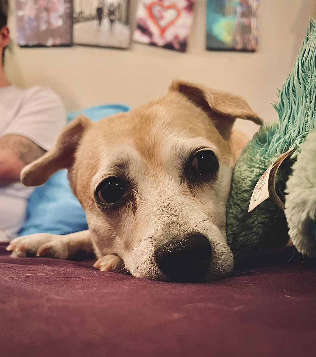 Misty says GM everyone!!! 💚🐶

#hhkc #doglovers