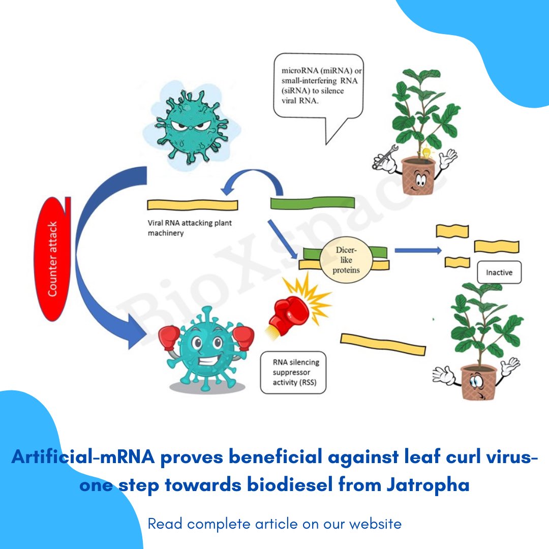 bioxspace's tweet photo. Did you know plants have a defense system to protect them from viruses? 
This property can increase crop yield, especially for the production of biofuels. To further understand this, click on the link below to read an article.

https://t.co/0aCdAiZEsA

#sciencetwitter #stem https://t.co/8lxf5rqZK1