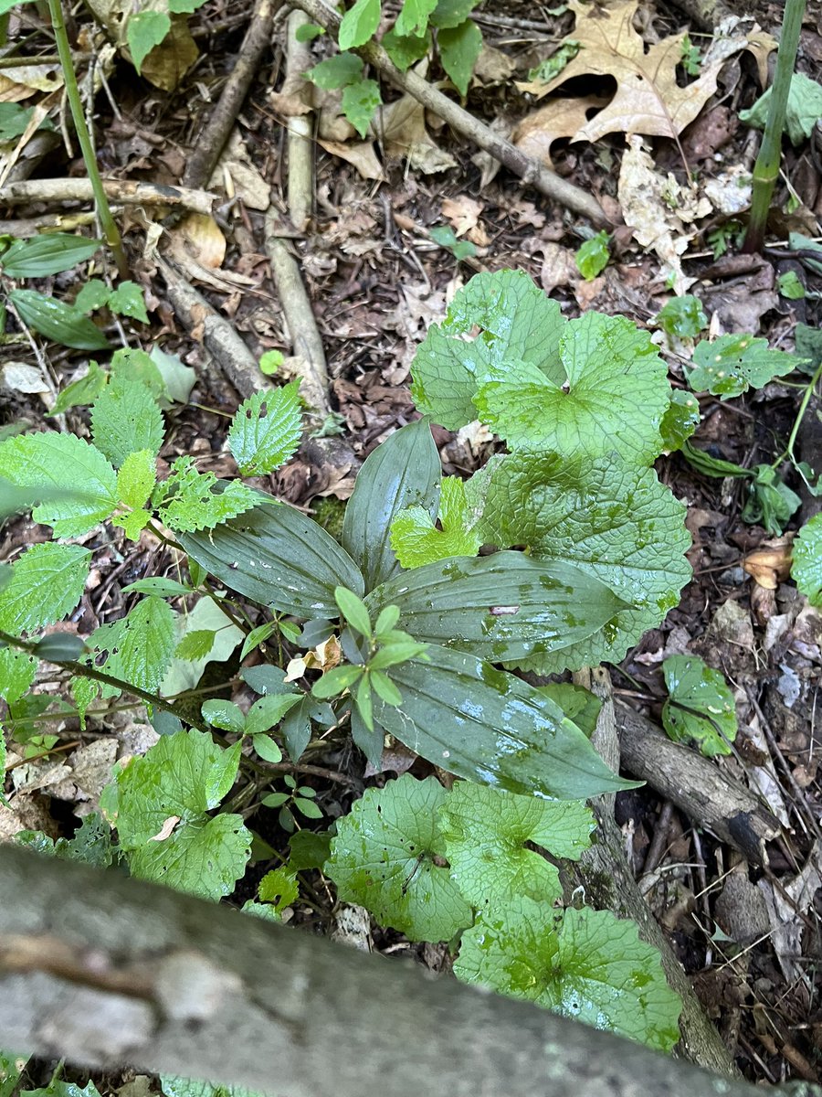 Our @NSF integrative biology project with @nick_greg_smith, @SusanKalisz, and @LalasiaM is hiring a postdoc and graduate student. Investigating how allelopathic invaders disrupt mycorrhizal mutualisms, scaling from molecules to ecosystems. See me at #ESA2022 if you want to chat!