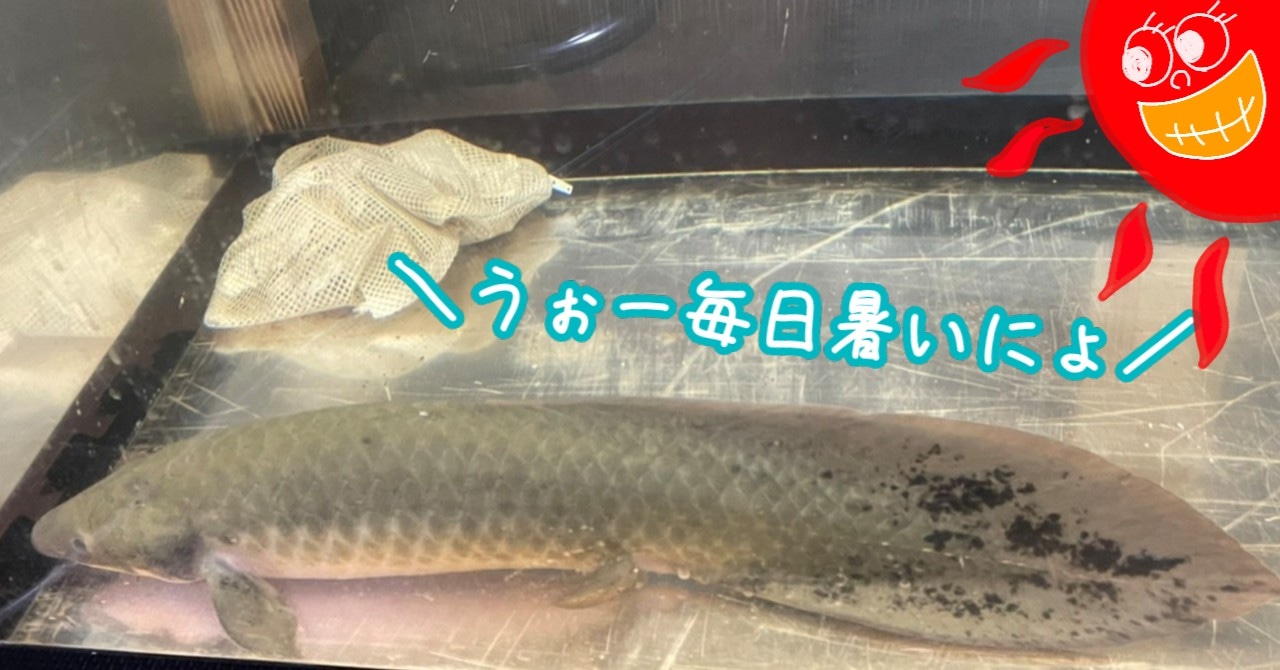 古代魚ネオケラ大好き ネオケlove Uopii Aquarium Twitter