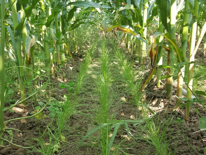SSSA_soils's tweet image. #Interseeding means sowing cover crop seeds in between rows of growing cash crops. Research shows that interseeding cover crops before #harvest can be beneficial. More: ow.ly/g9wI50Kgiat @agsciences @PSUecosystems @PSUresearch @TaranRowles @AlonsoAyuso_M

📸: @sarahaisbell