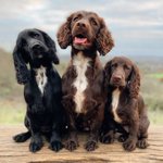 Photo by Forthglade Natural Pet Food (@Forthglade)