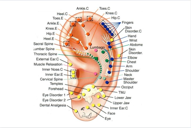 Auricular acupuncture has so many healing benefits. swing by Josh's House today, 3 to 5pm, and give it a try!