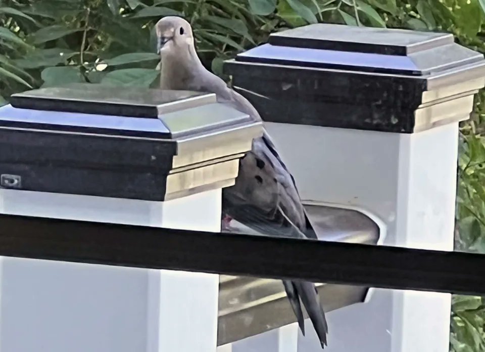 homegrownnationalpark tweet media