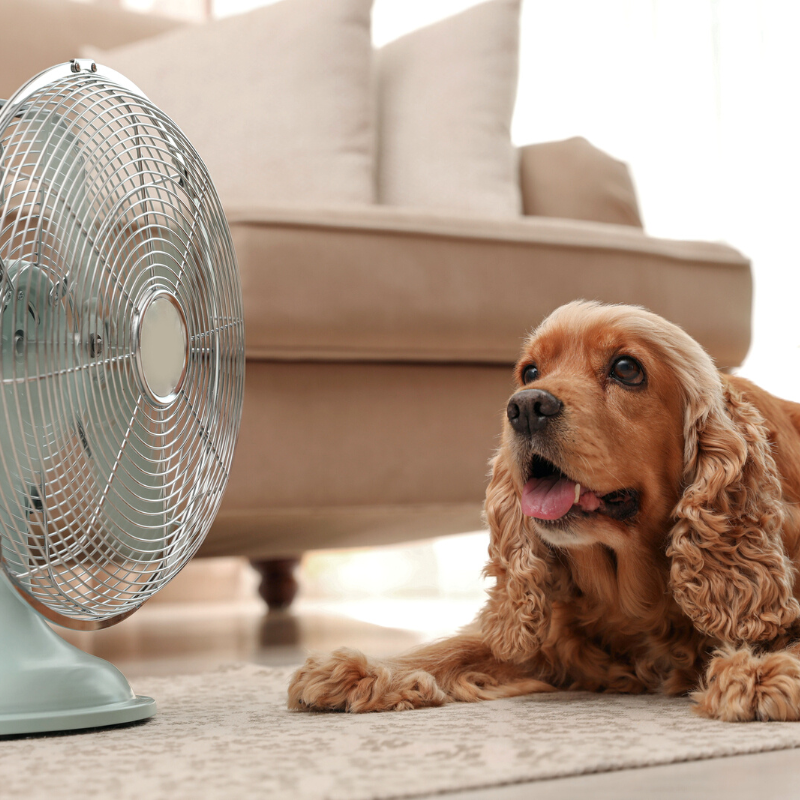 AnimalCareVet's tweet photo. Looking for more ways to keep your #pets cool during these hot #summer months? Place a small fan near their bed! #PetOwnerTip https://t.co/b3sVlUNnAz