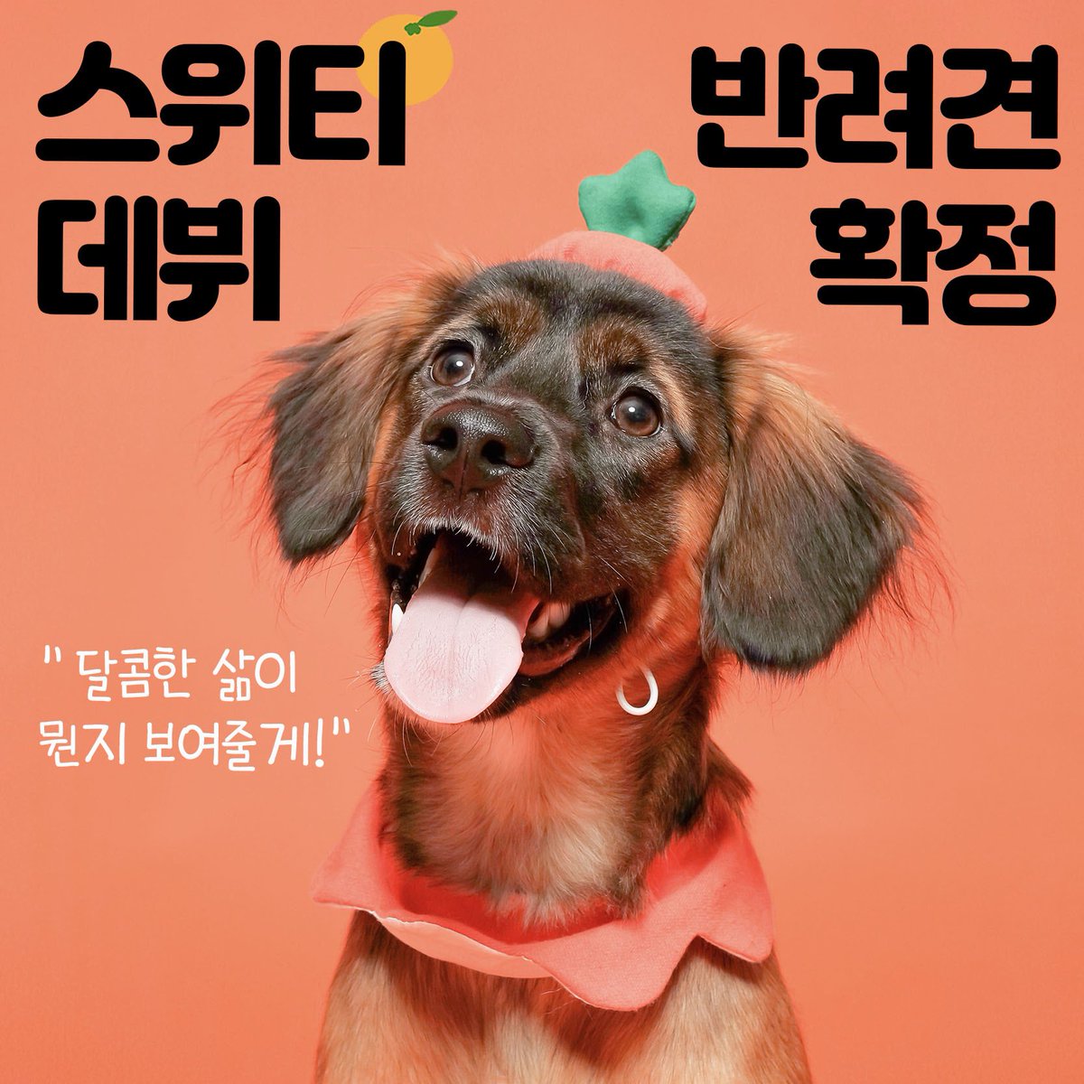 🍊 스위티, 데뷔합니다~! 첫 산책을 비에 쫄딱 젖으면서도 스위티 칭송을 잊지 않던 전속계약자님은 청소년인권활동가로 유자 보호자님과 직장동료이기도 해요. 키갈공주에서 수일이까지 폭넓은 매력을 보여준 핵인싸 연습생 스위티가 서울 구로구의 반려견으로 데뷔합니다!
🔗instagram.com/sweety__mandar…