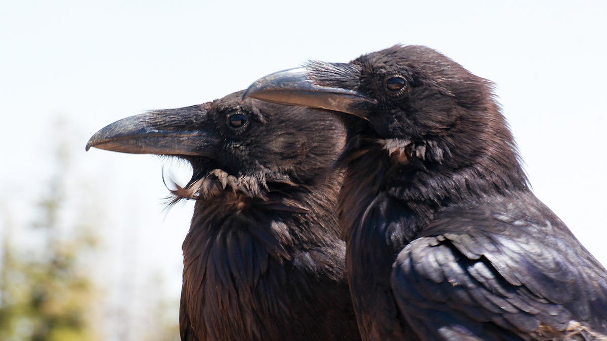 lifehacker's tweet image. How to Befriend Crows and Turn Them Against Your Enemies dlvr.it/SWP1Dm