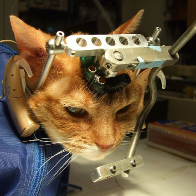 LAV_Italia's tweet photo. Oltre mille gatti sono rinchiusi nei laboratori in Europa, costretti a subire terribili esperimenti! 💔🐱

Invece di ricevere amore e affetto passano la loro vita in una gabbia. Tutto questo ora può davvero finire!

Sono rimasti solo pochi giorni, firma ora! 👇