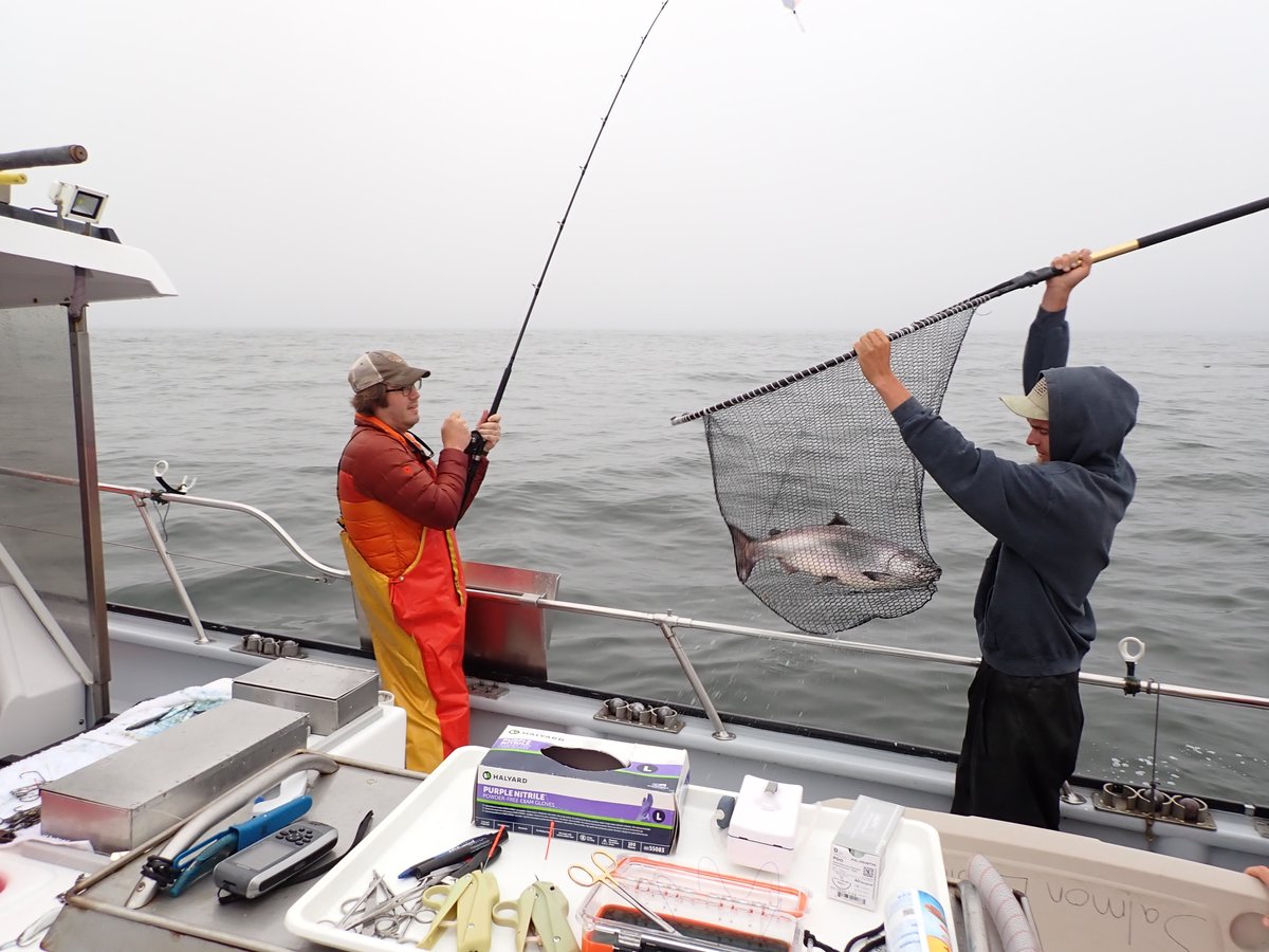 Our Salmon Team, along with volunteers from <a href="/ucdavis/">UC Davis</a> and <a href="/CaliforniaDFW/">California Department of Fish and Wildlife</a>, successfully completed a first catch-and-release sampling effort for adult Fall-Run Chinook Salmon. 17 salmon were successfully captured, acoustically tagged, and released thanks to their hard work. (1/6)