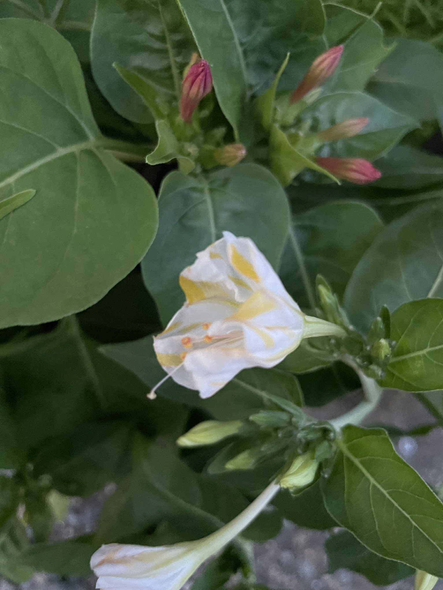 小梅 ここに居られると入れないから 右上に掛けてある多肉植物のプランターに移動してもらいました カメラ目線いただきました T Co Xiqfwws09k Twitter