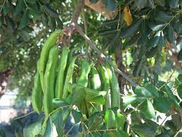 Proliferen els robatoris de garrofes encara verdes i sense cap mena de valor comercial a les nostres zones productores. @UnioLlauradors demana que es controle la seua procedència en la distribució comercial, així com s'investiguen comerços sospitosos
👇
cutt.ly/VZ8Hqxj