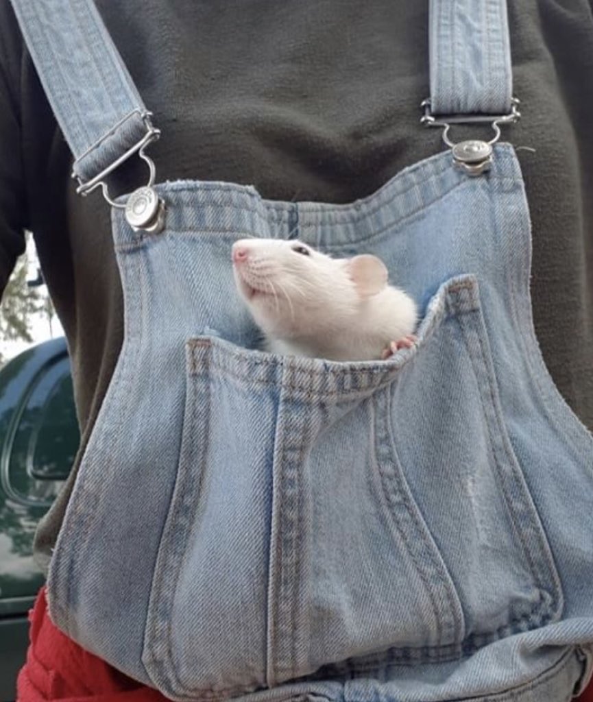 Rats tweet media