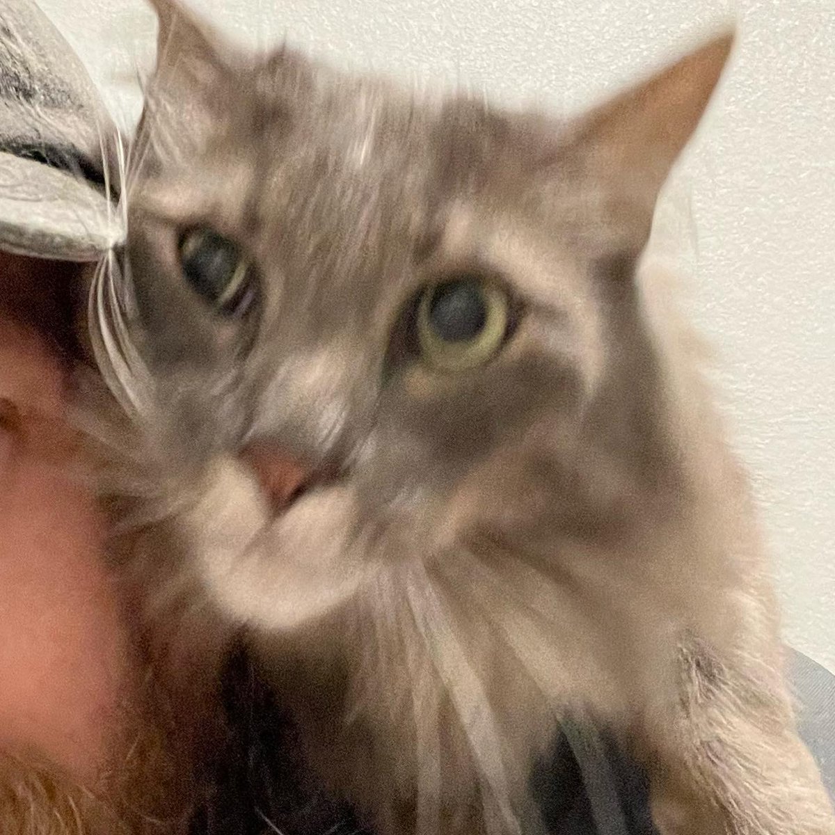 afkatm's tweet photo. My cat has issues with boundaries! He bolted towards me when I came inside and then raced into the bathroom in front of me.  All just so he could jump on my shoulders. 

#cat #catsofinstagram #shouldercat https://t.co/tiQxfR75E6