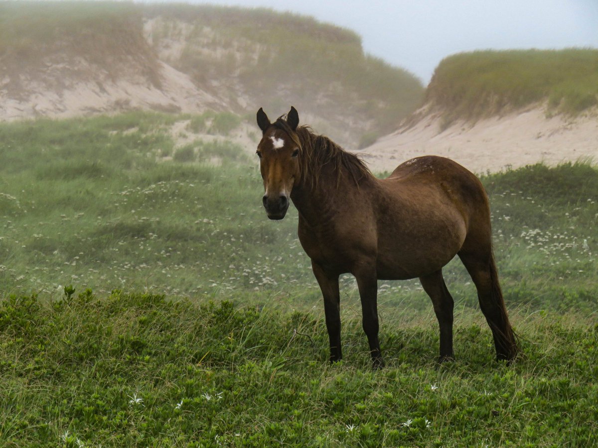 Sable Island Horse Project tweet media