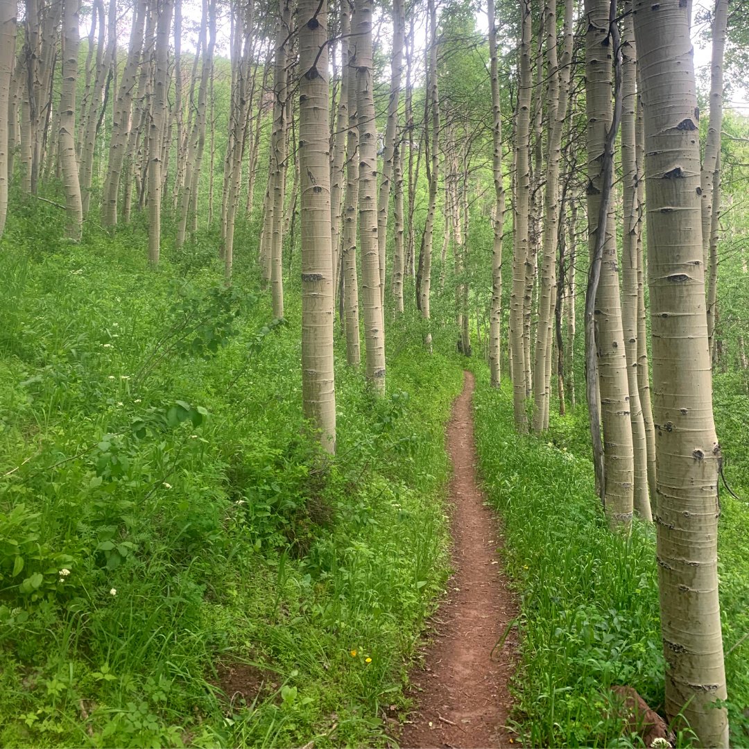 Find a trail to go mountain biking through aspen trees.
